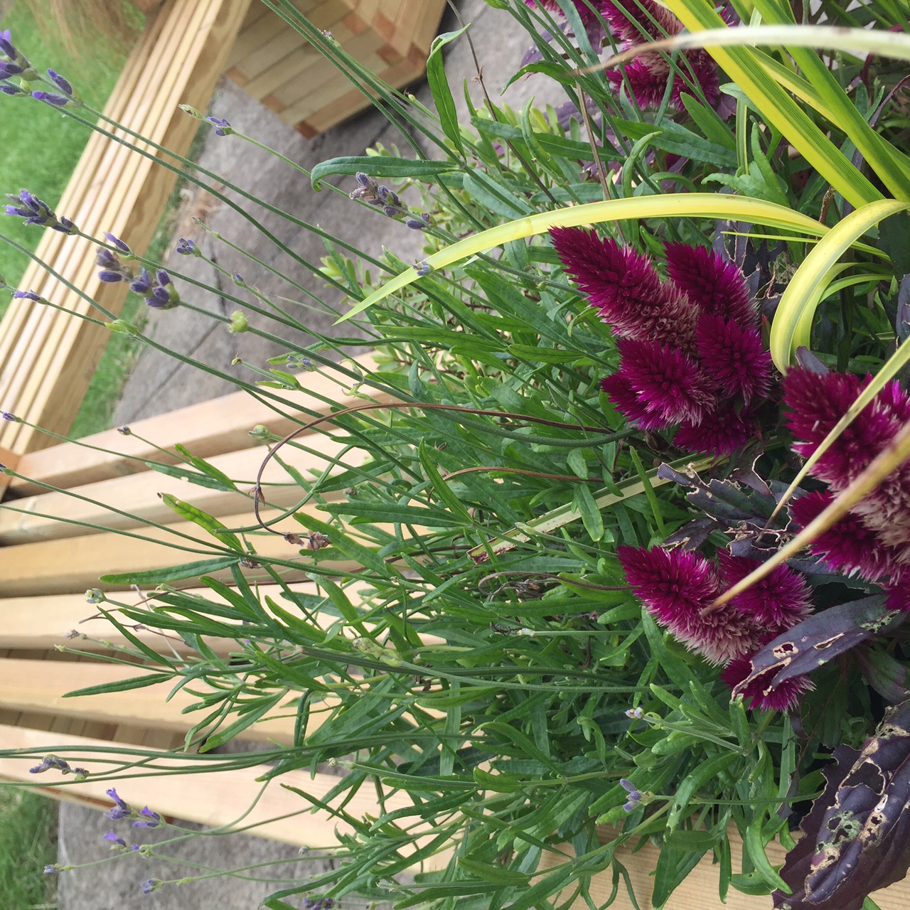 sensory garden 2