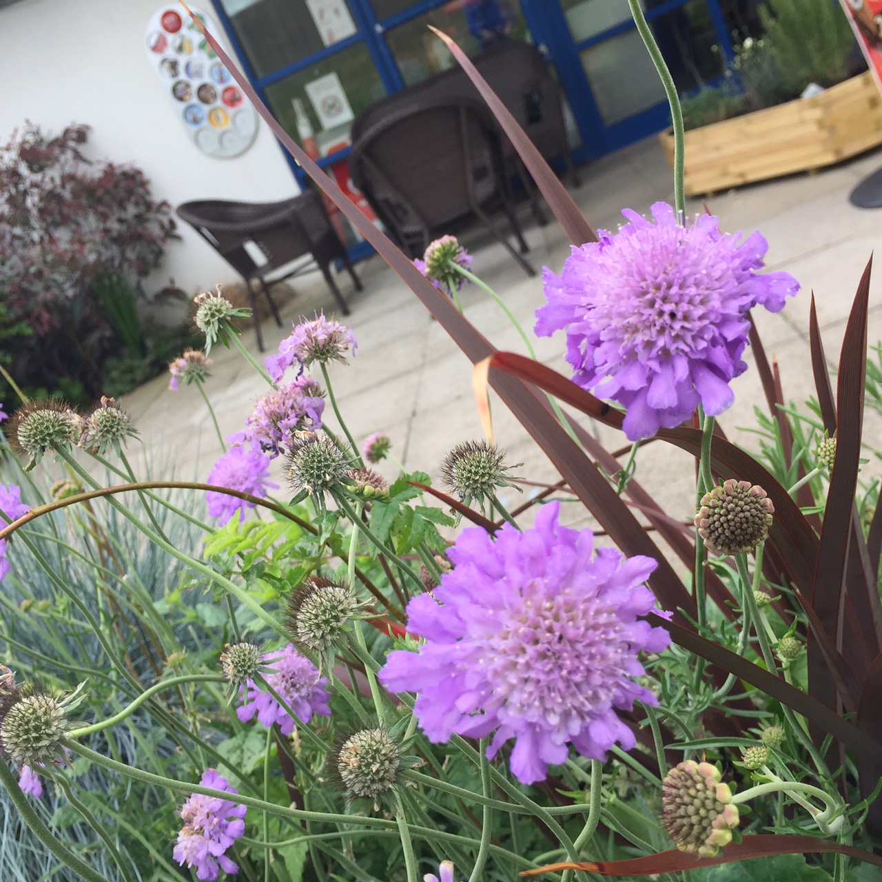 sensory garden 4