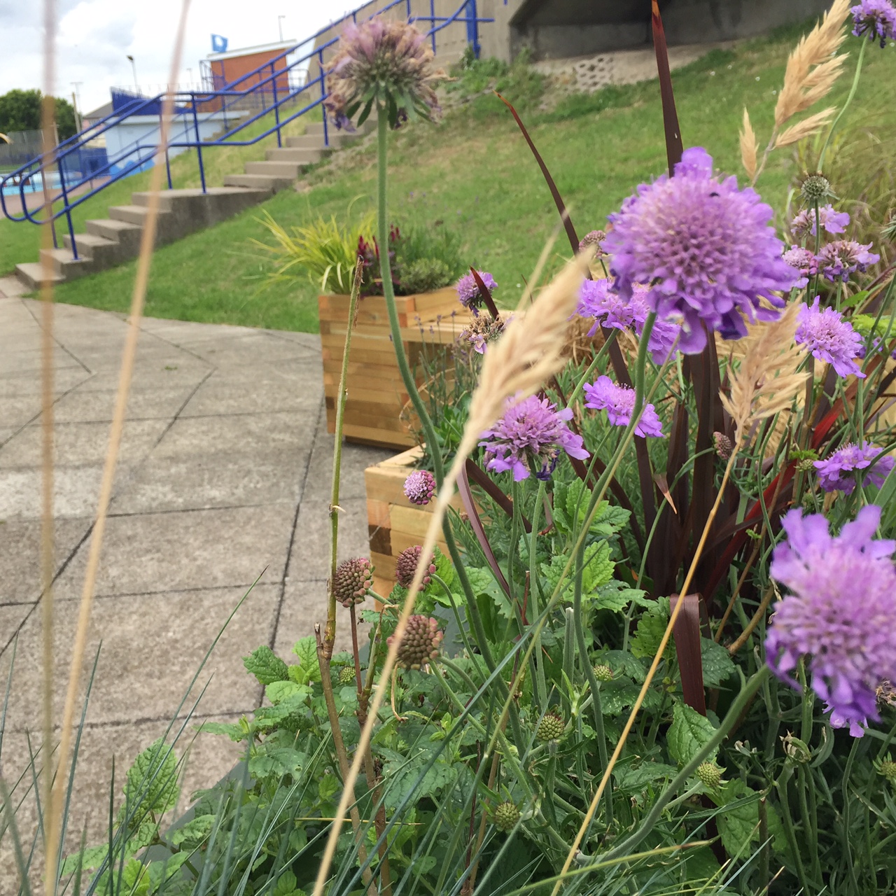 sensory garden 5